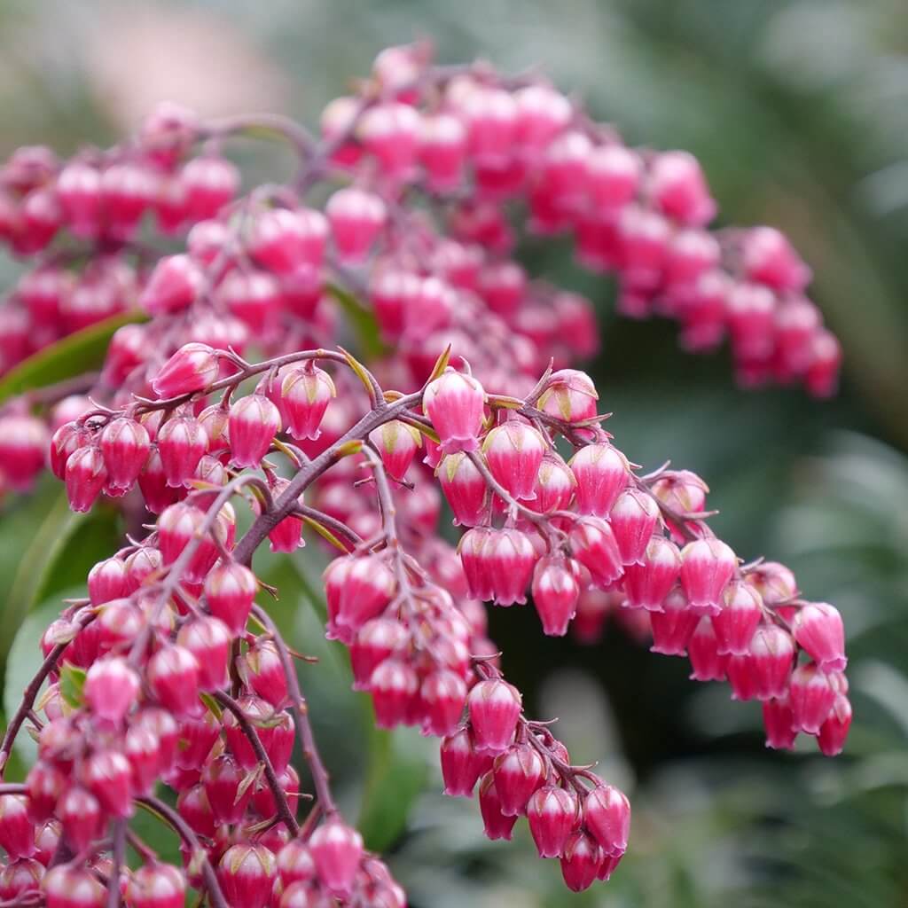 Lily of the Valley  Perennials – Great Garden Plants