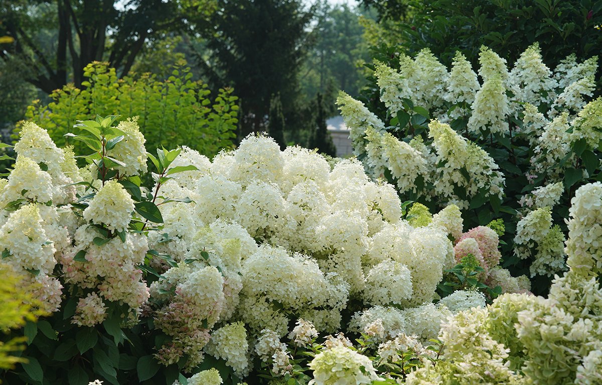 Hydrangea Shrubs For Sale | Online Plant Nursery – Great Garden Plants