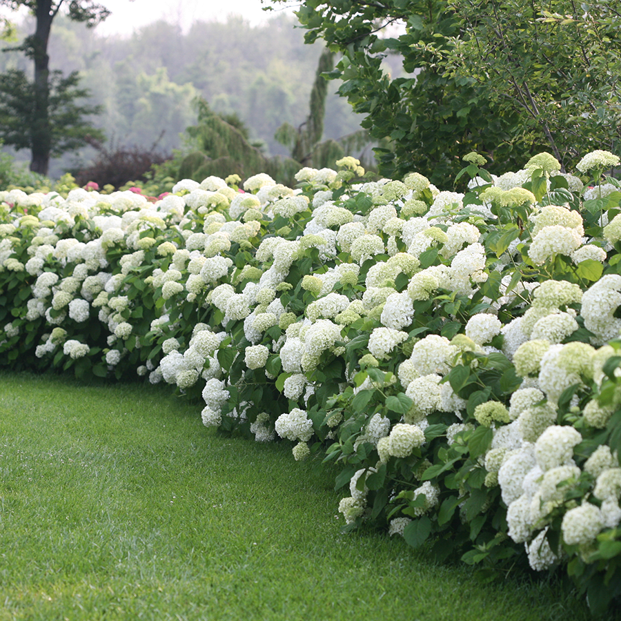 Incrediball® Smooth Hydrangea For Sale 