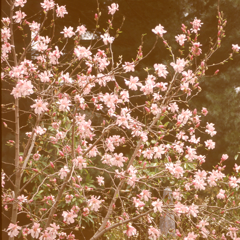Tumblr Aesthetic Brown Flower Flowers Png Brown Flower - Aesthetic