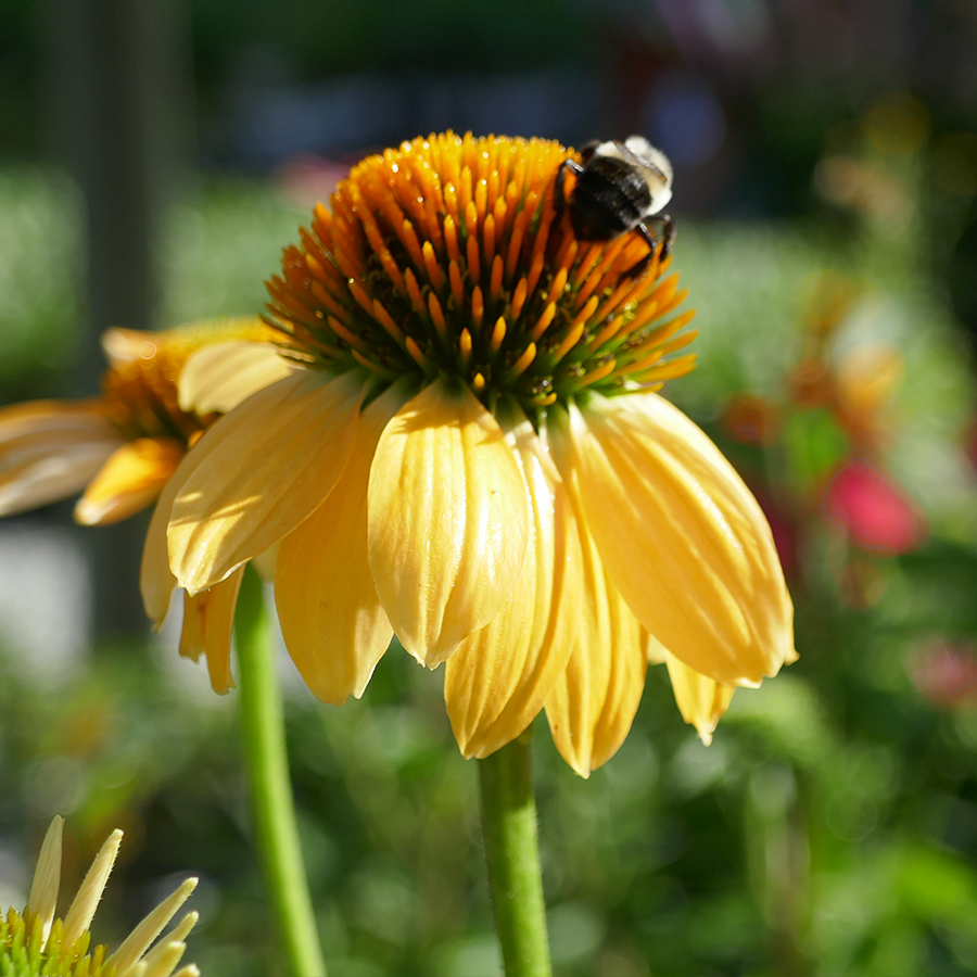 Kismet® Yellow Coneflower Echinacea Perennials Great Garden Plants