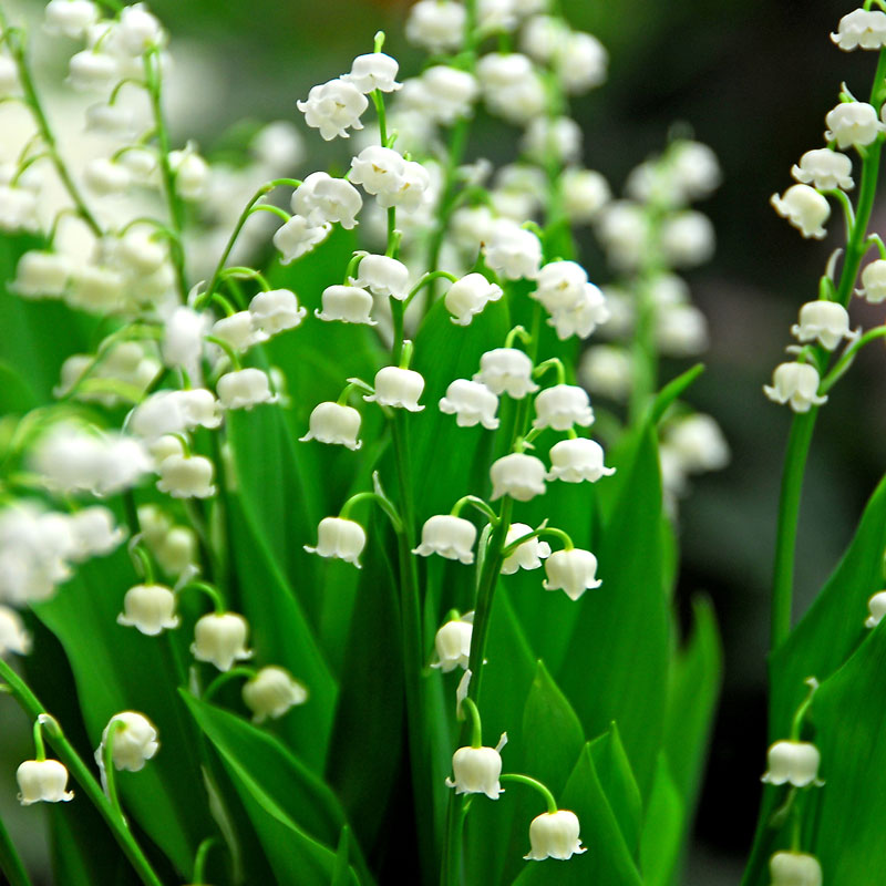 How to Plant and Grow Lily of the Valley