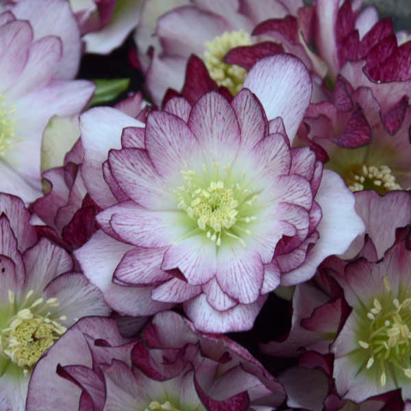 Helleborus WEDDING PARTY Wedding Bells - Buy Lenten Rose Perennials Online