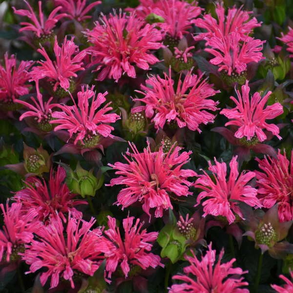 Leading Lady Orchid' - Bee Balm - Monarda hybrid