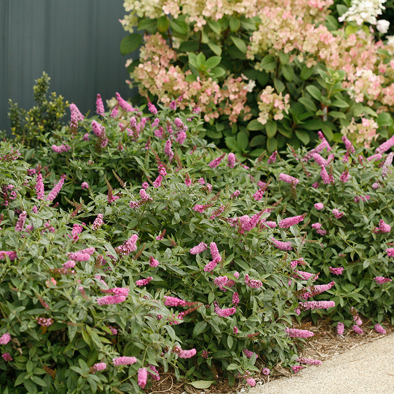 Lo & Behold® 'pink Micro Chip' Butterfly Bush 