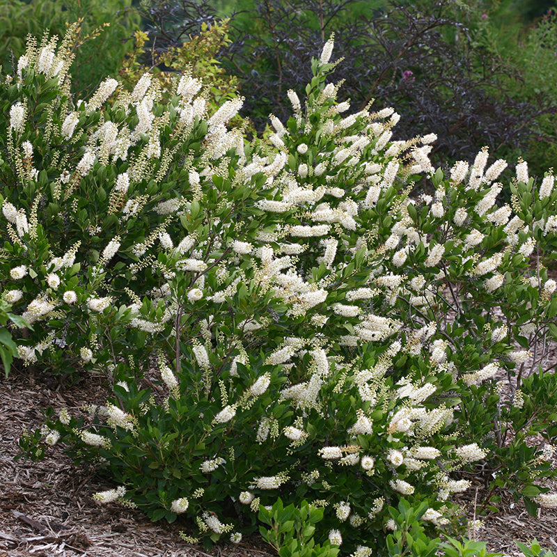 clethra alnifolia summersweet