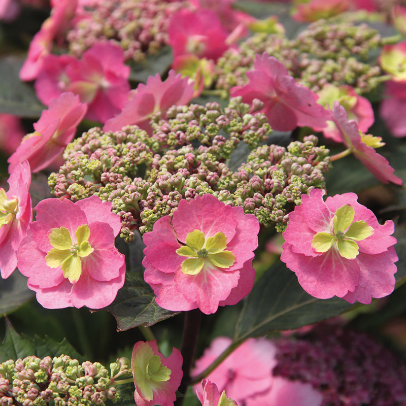 Tuff Stuff Ah-Ha® Mountain Hydrangea For Sale