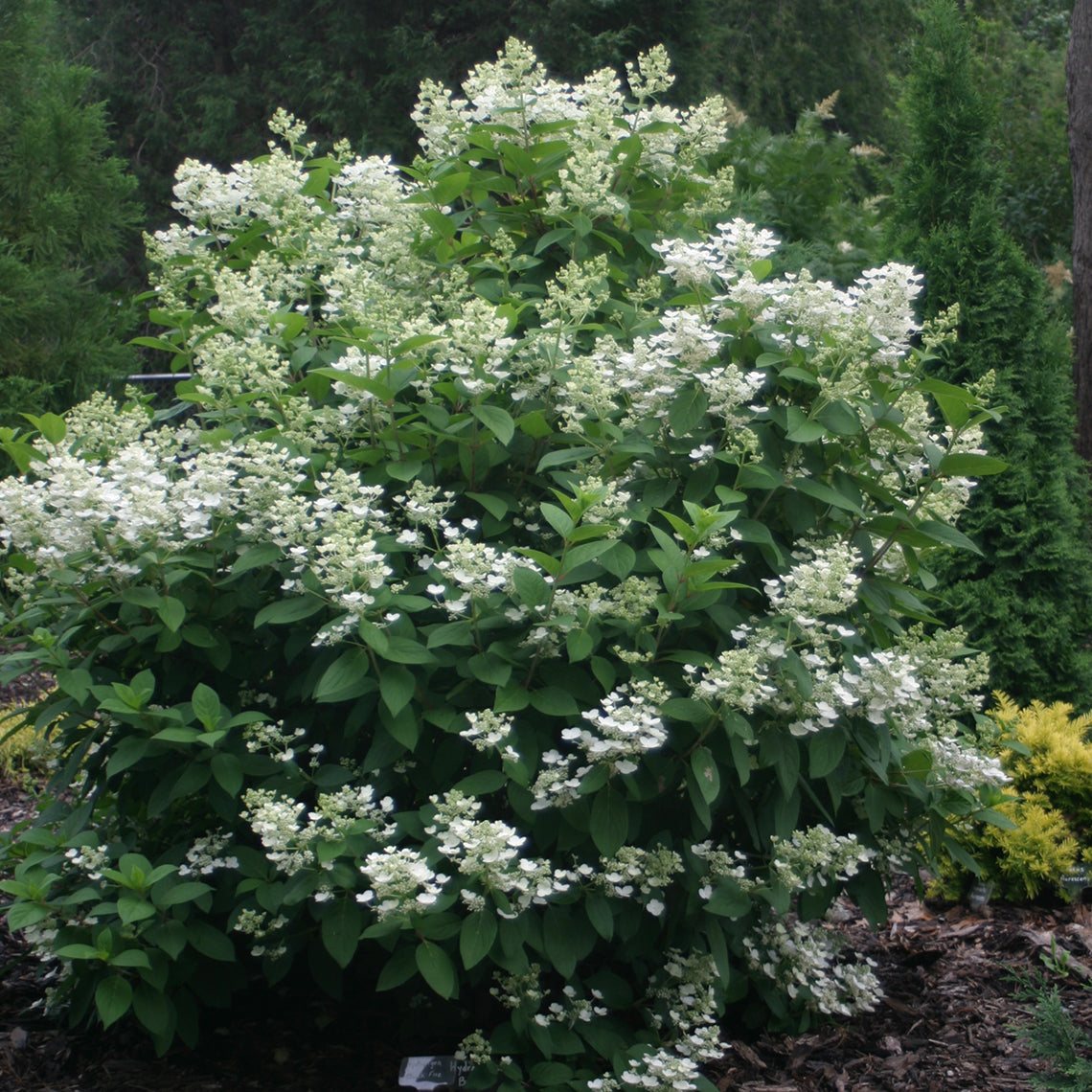 Quick Fire Panicle Hydrangea