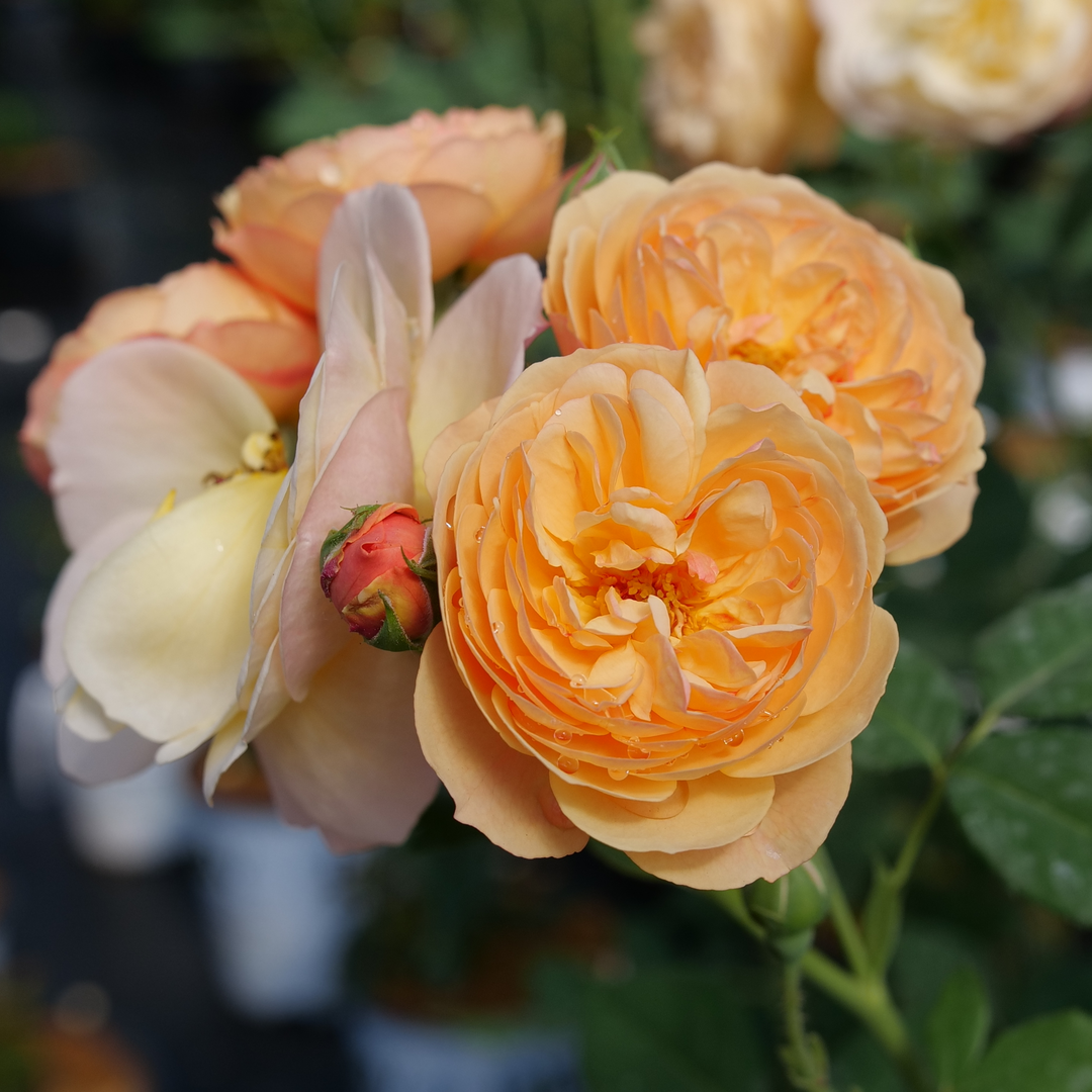 Flavorette® Honey Apricot Rose Proven Winners Great Garden Plants