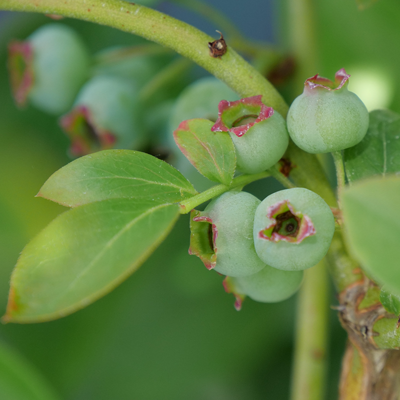 Chandler Blueberry Plant