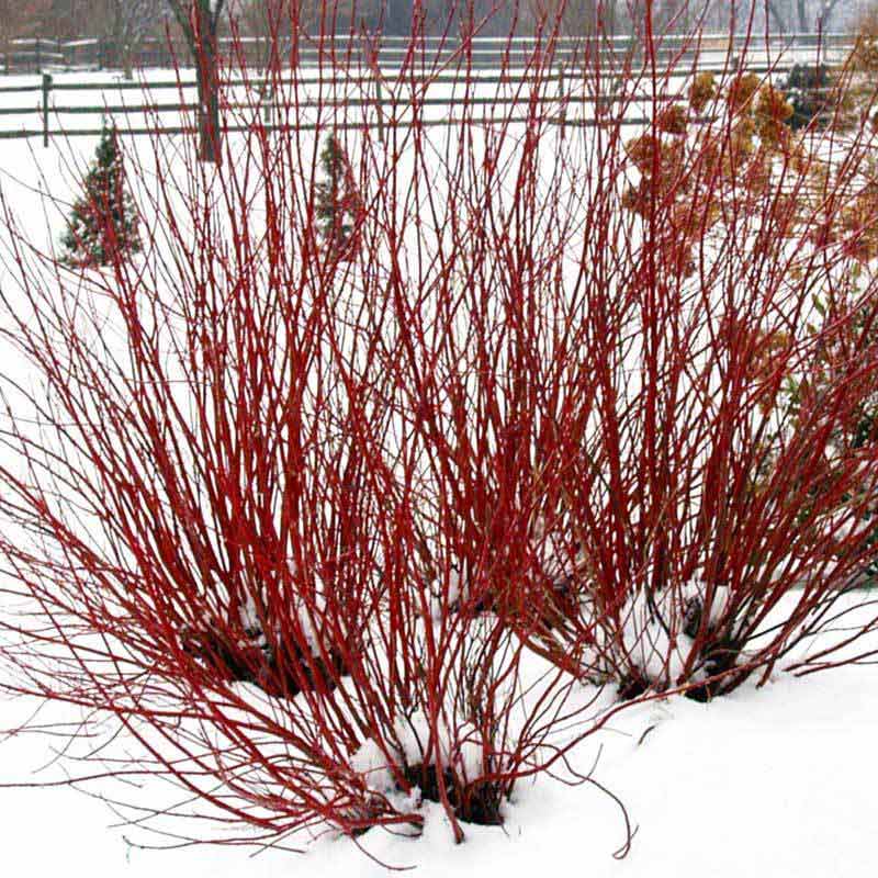 Arctic Fire® Red Red-Twig Dogwood | Great Garden Plants