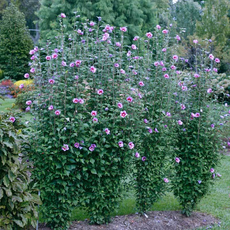 rose of sharon bush