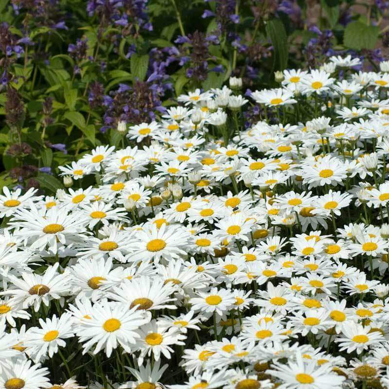 Questions Answered Series: Shasta Daisy