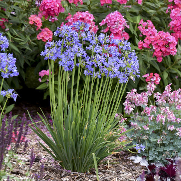 Agapanthus (Blue Lily of the Nile)