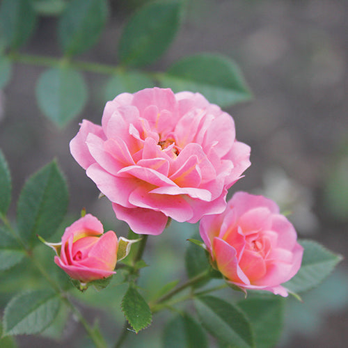 The ever-so-cute most popular Hermès pink--Rose Sakura 🌸 Don't