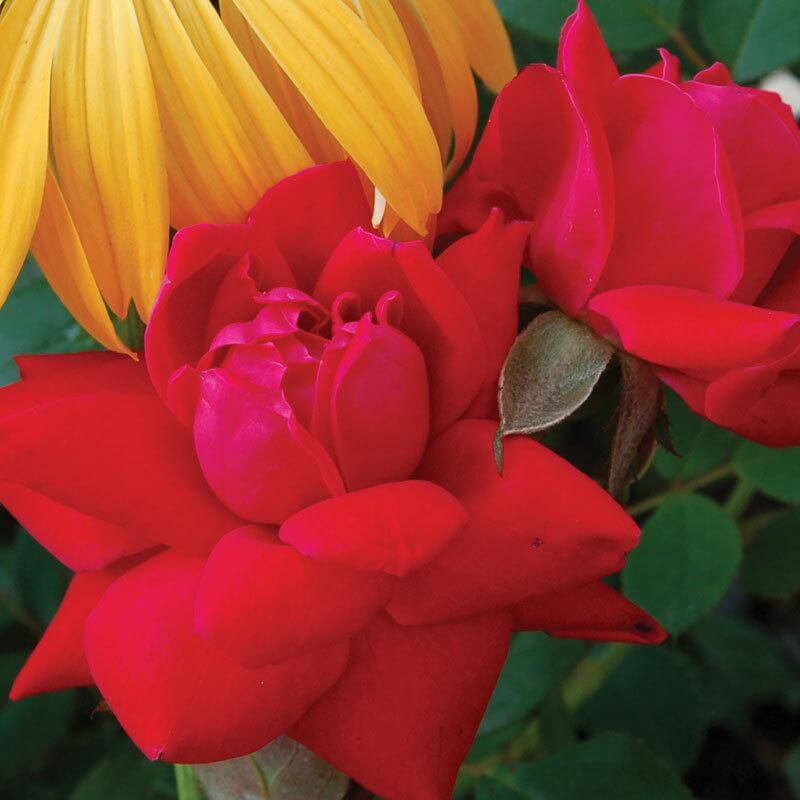 Double Knock Out® - Star® Roses and Plants