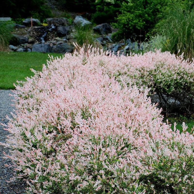 Japanese Dappled offers Willow!