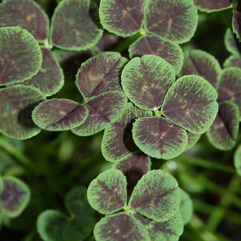 Curious Questions: Why are four-leaf clovers lucky? - Country Life