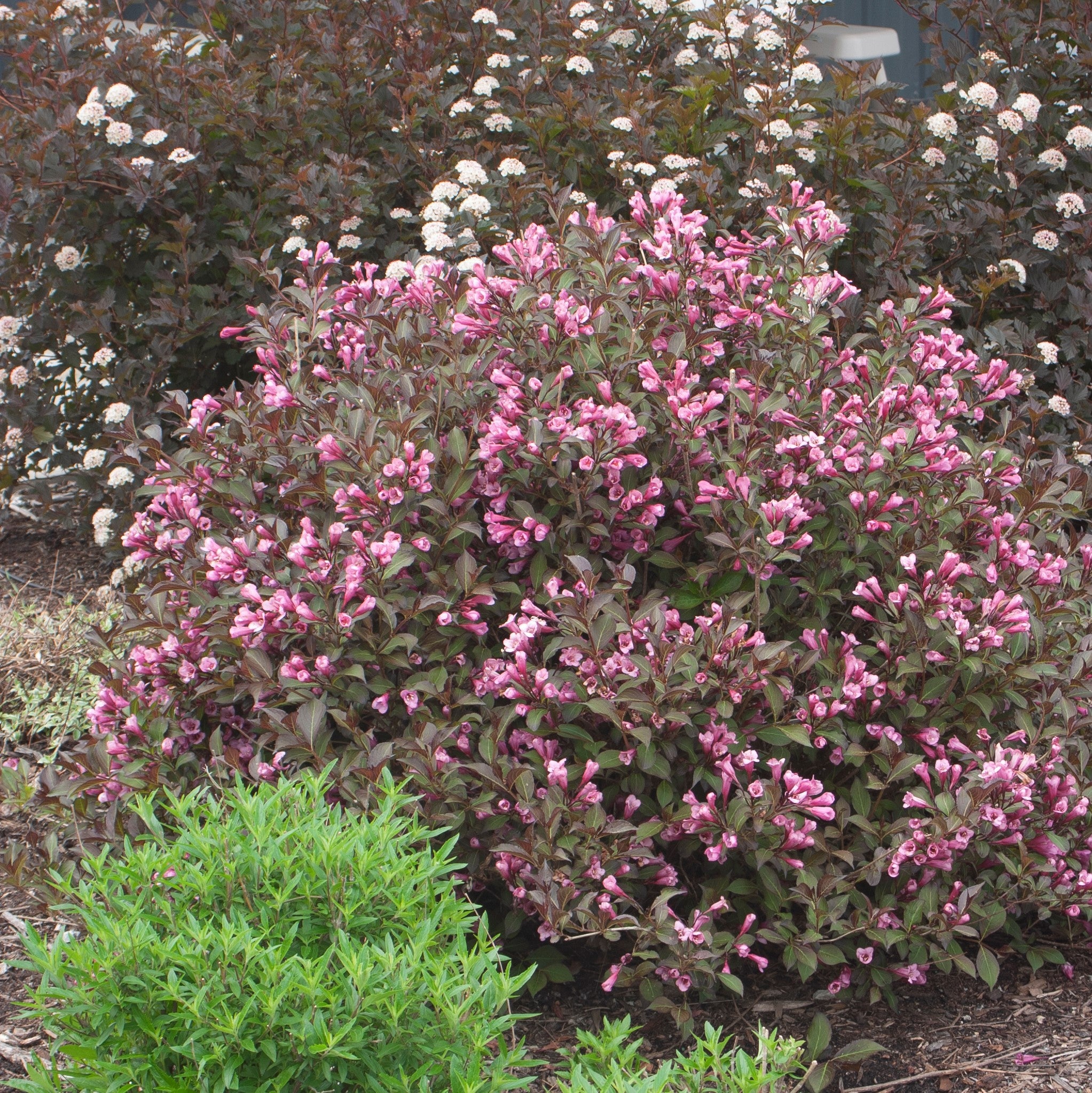 Midnight Sun® Weigela - My Proven Winners ColorChoices