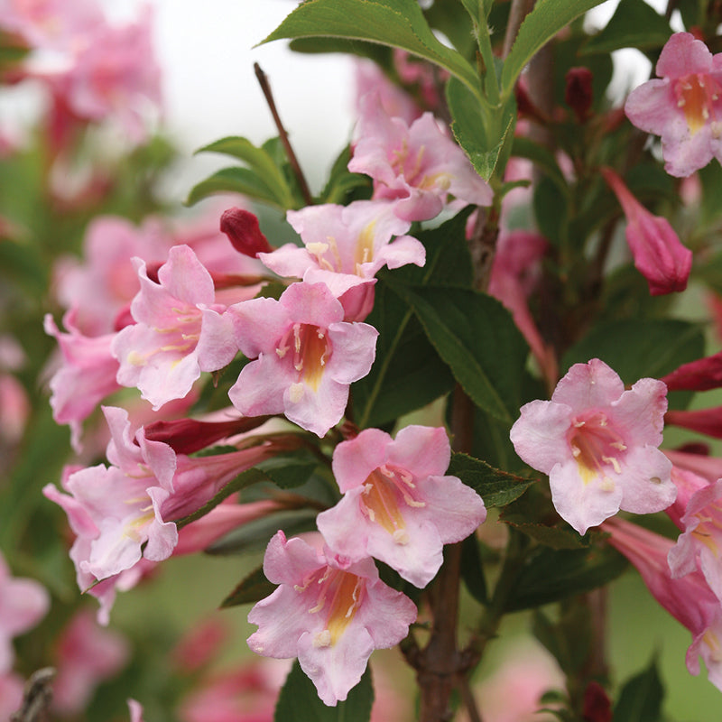 Pure Pink Sonic Bloom Weigela - 1 Gallon Container - Grimm's Gardens