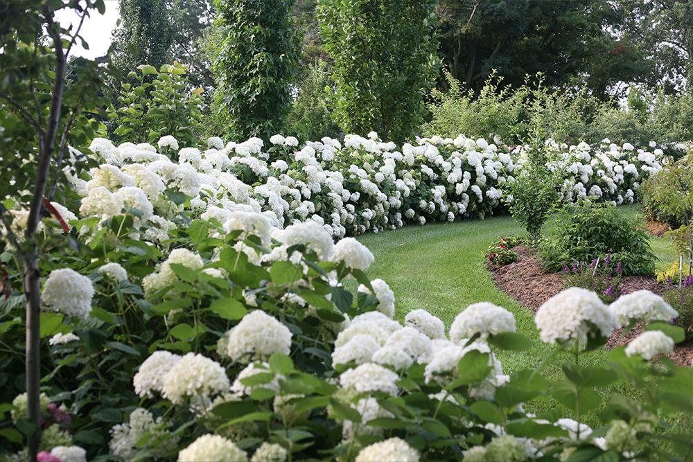 Smooth Hydrangea | Shrubs & Trees | Great Garden Plants