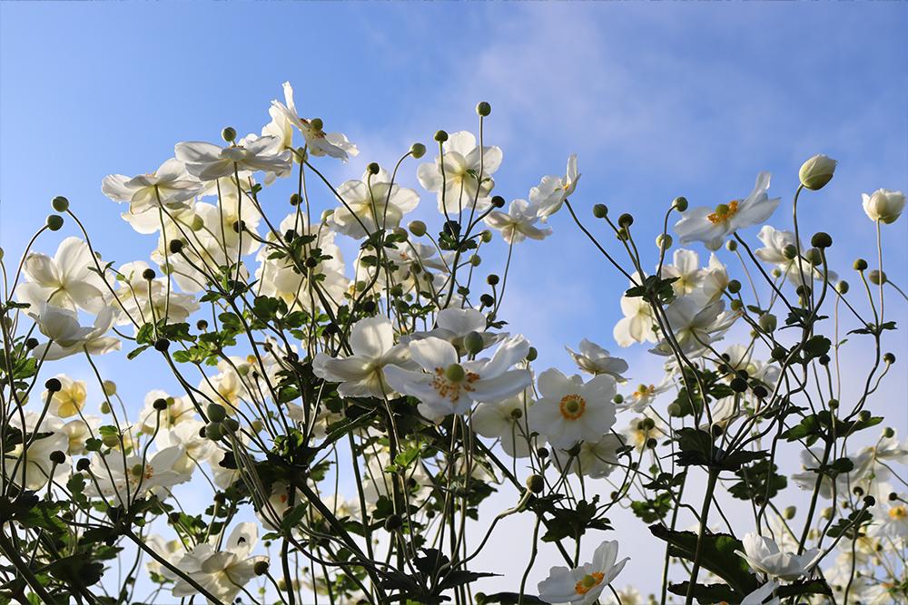 New Perennials & Flowers For Sale Great Garden Plants