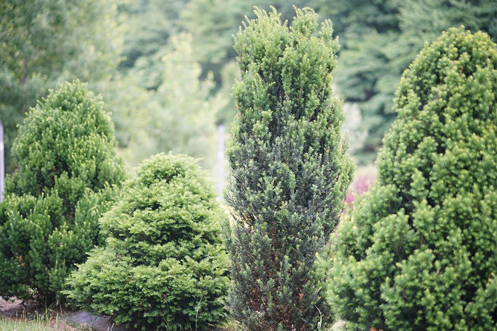 Yew | Shrubs & Trees | Great Garden Plants