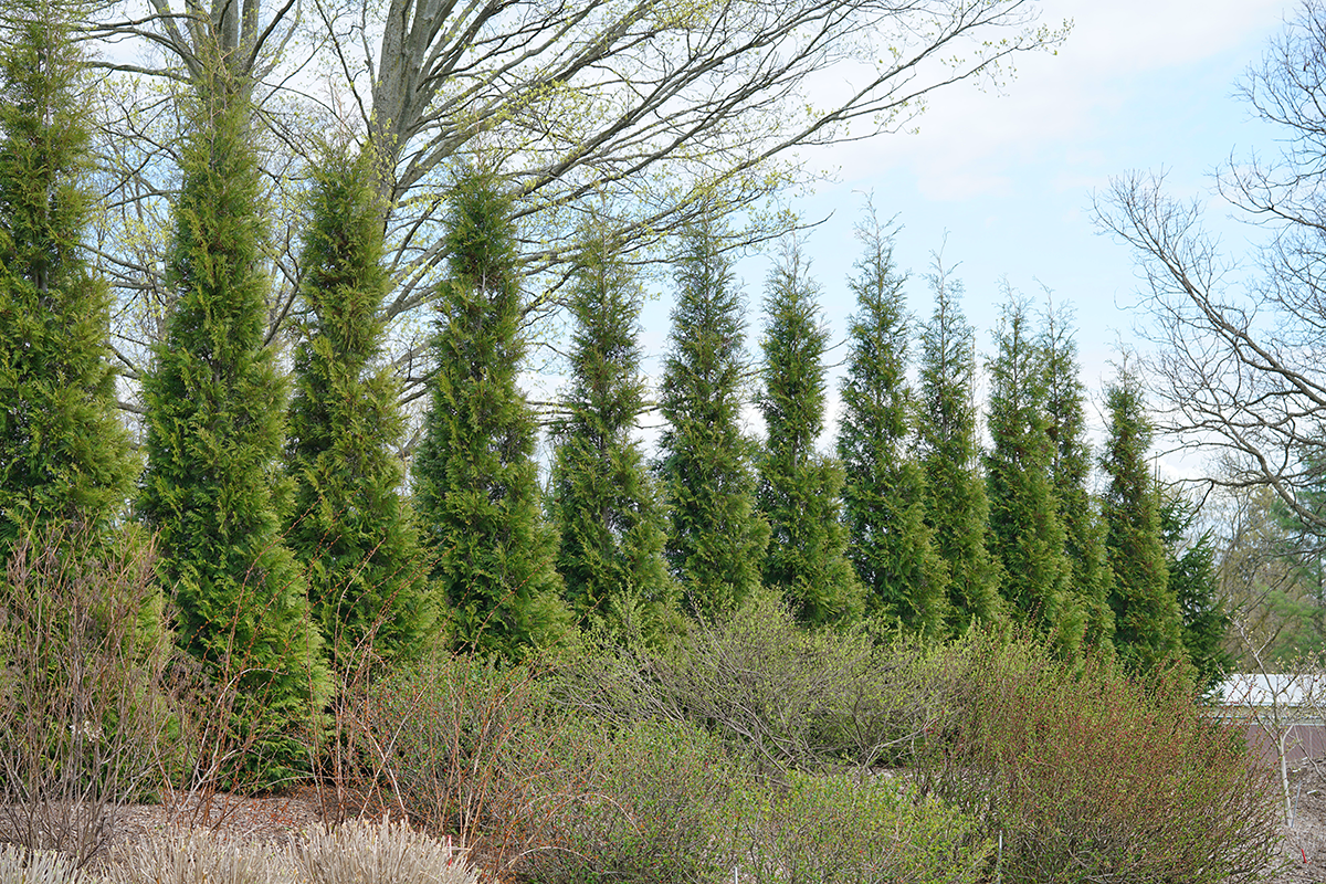 Arborvitae For Sale | Shrubs & Trees – Great Garden Plants