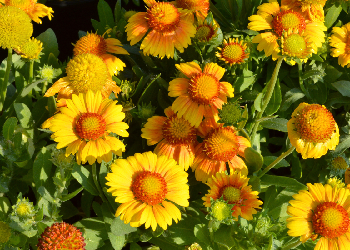 Close up of various bright yellow blanket flowers in a sunny garden