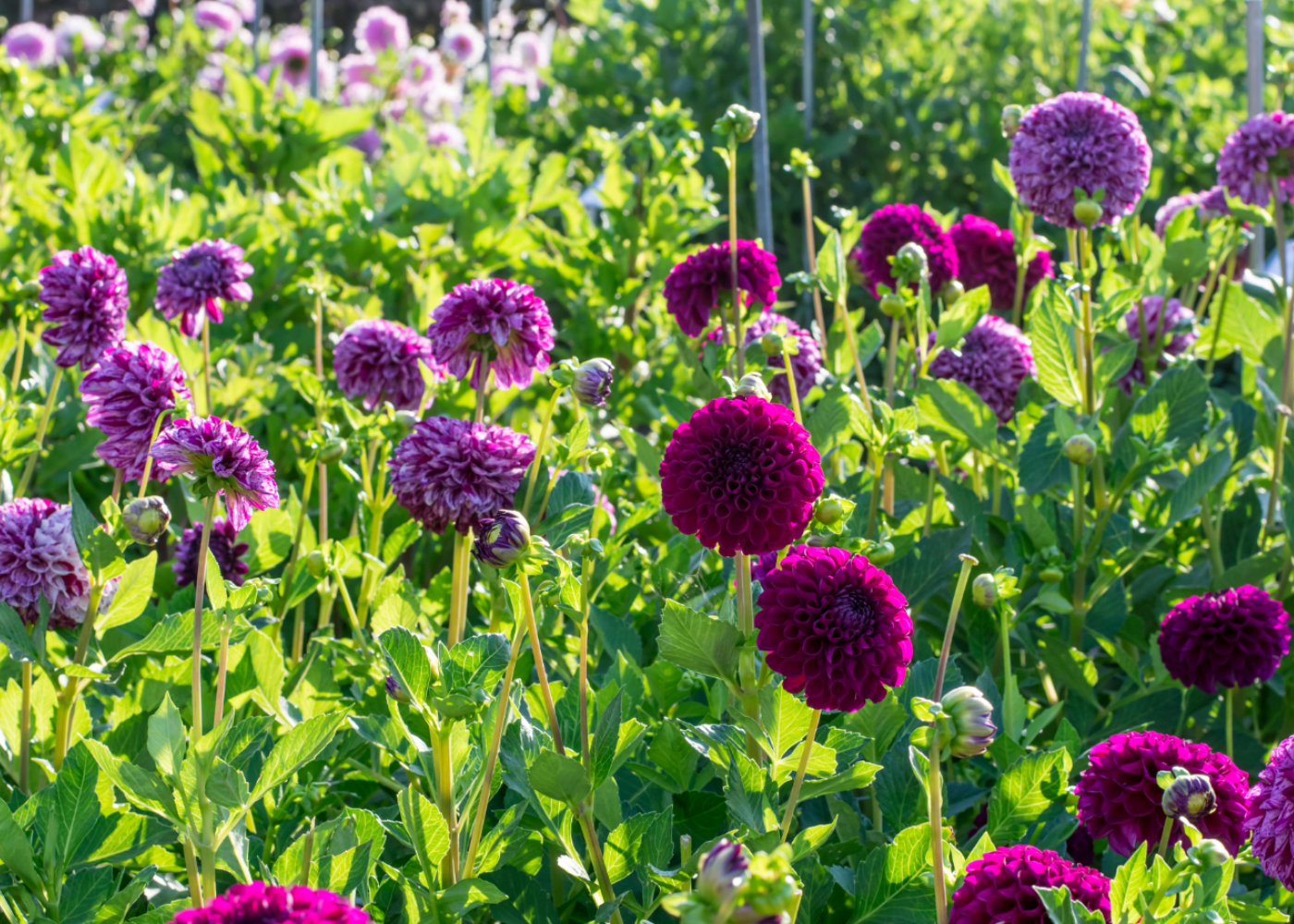 An array of beautiful purple dahlia flowers in a sunny garden