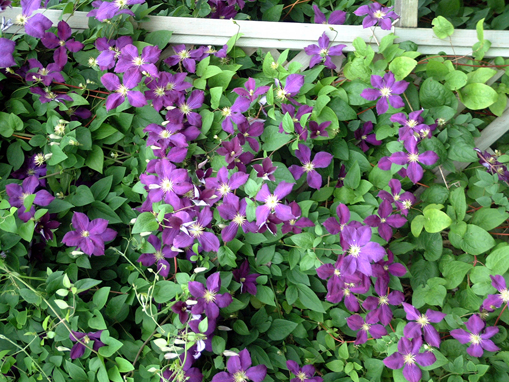 Clematis Plants For Sale | Vines & Climbers – Great Garden Plants