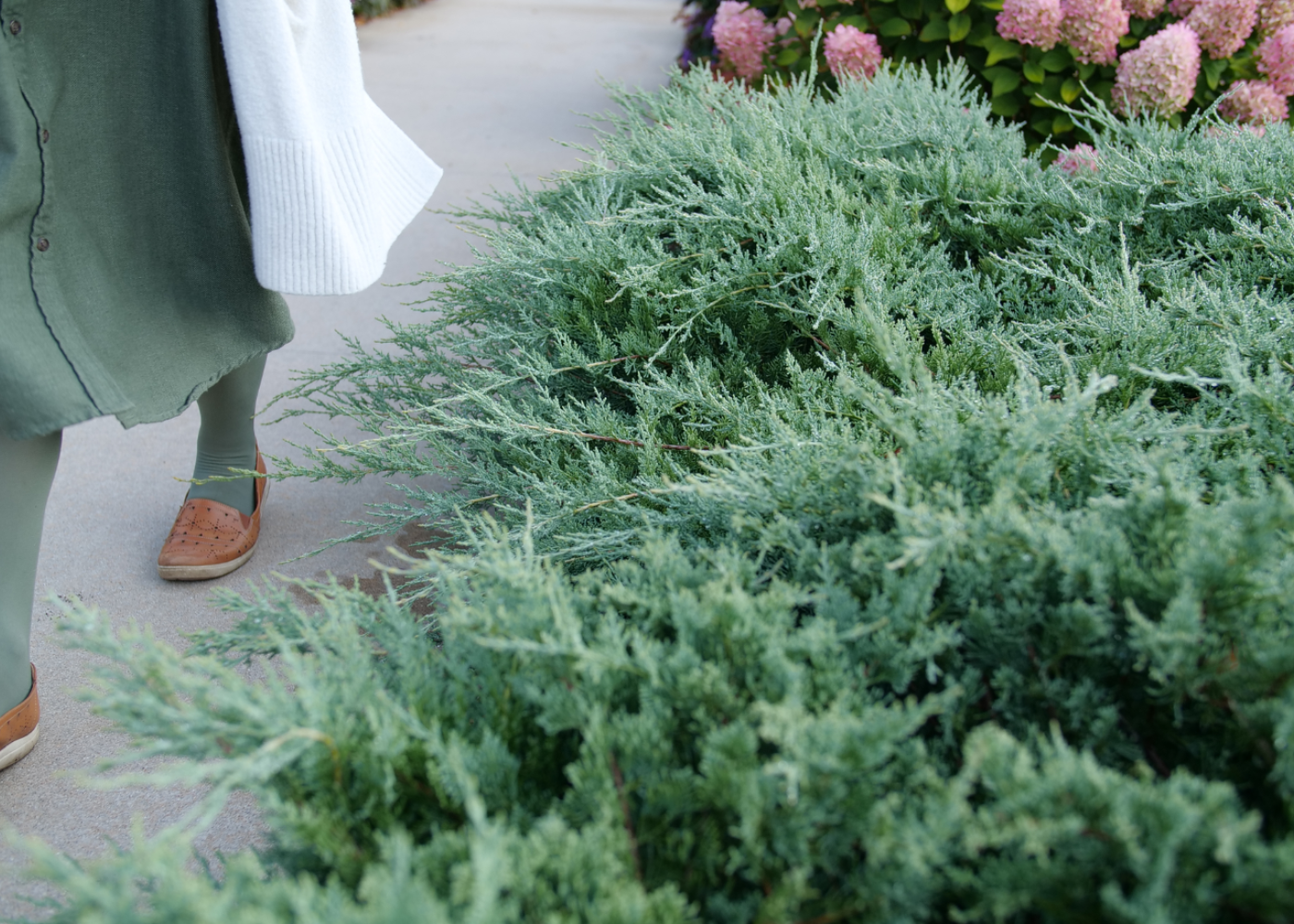 Person walking next to a juniper ground cover along a border