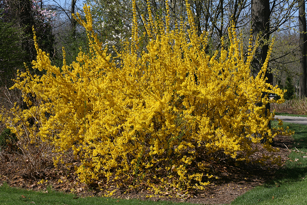 Forsythia Plants For Sale | Shrubs & Trees – Great Garden Plants