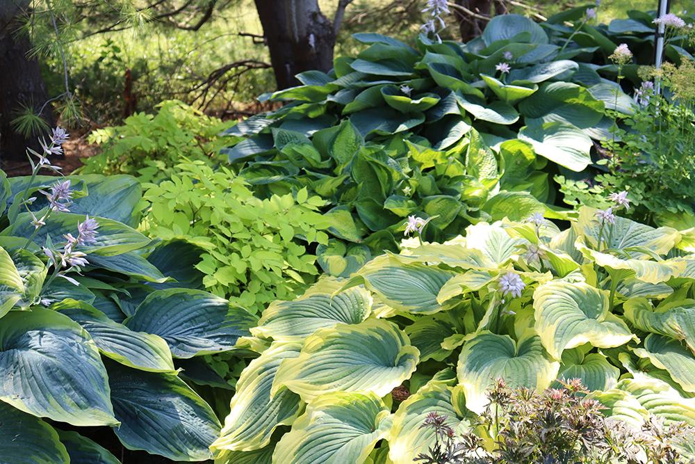 Hostas For Sale | Perennials | Great Garden Plants