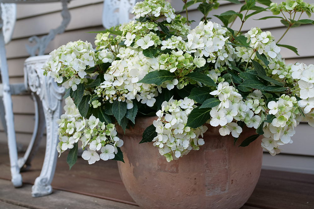 Cascade Hydrangea For Sale | Shrubs & Trees – Great Garden Plants