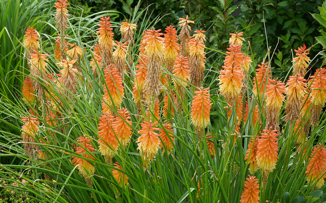 Red Hot Poker Plants For Sale 