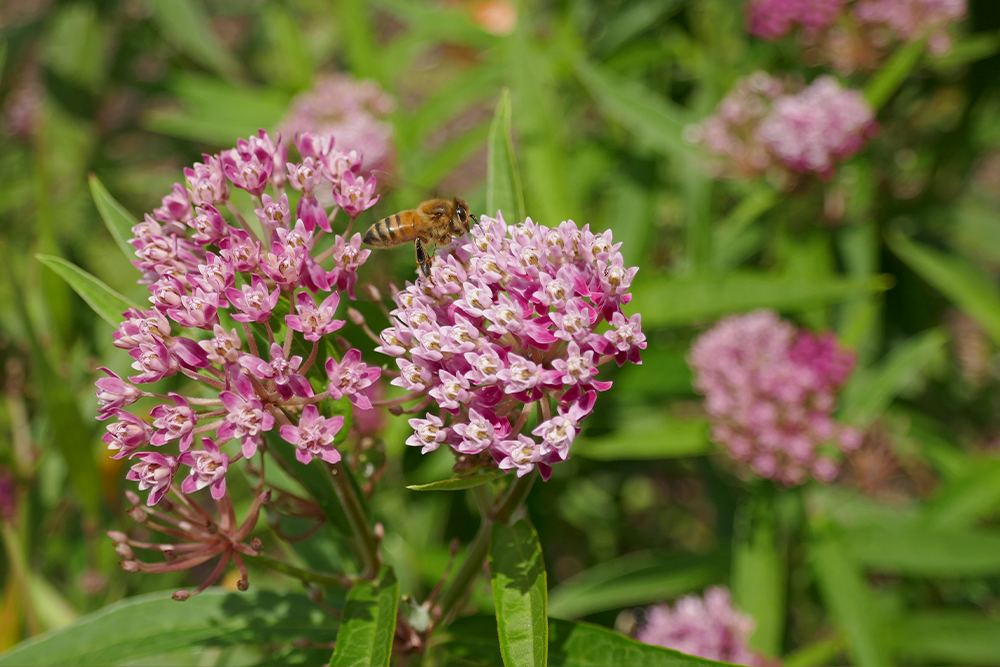 Milkweed (Asclepias) Plants For Sale | Perennials – Great Garden Plants