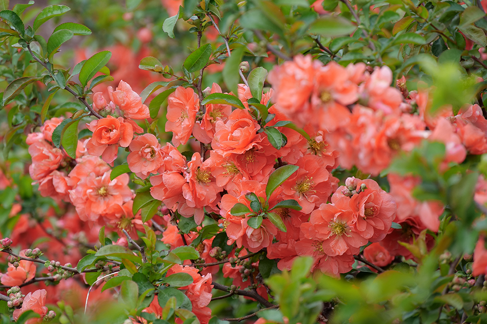 Close up shot of peach flowering quince flowers