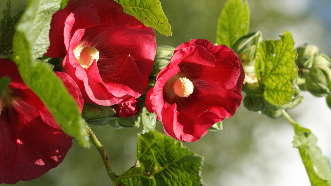 Red hollyhock flowers in with bright yellow center