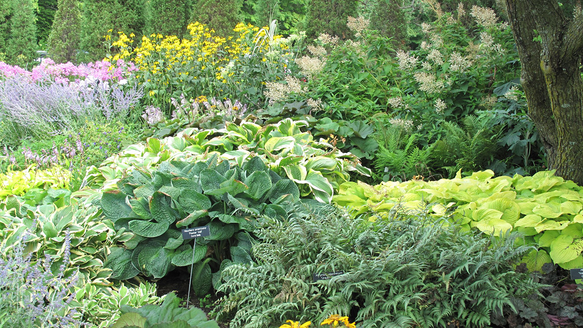 Shade Plants | Perennials, Shrubs, & Vines For Shade – Great Garden Plants