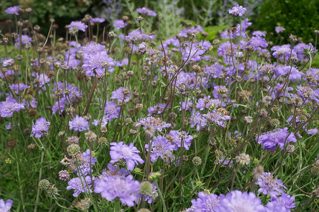 Up close image of purple pincushion flowers