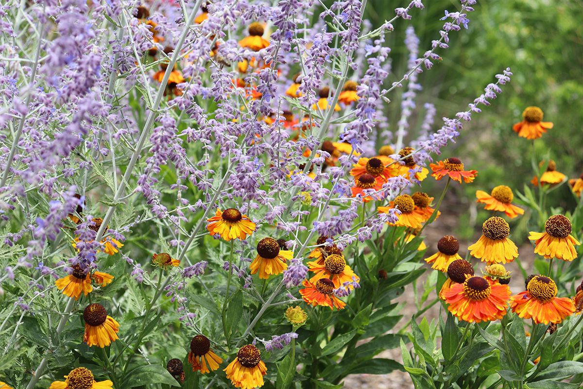 Purple Russian Sage plants next to blanket flower plants