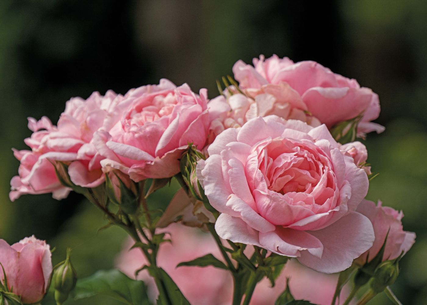 Close up image of beautiful pink rose petals