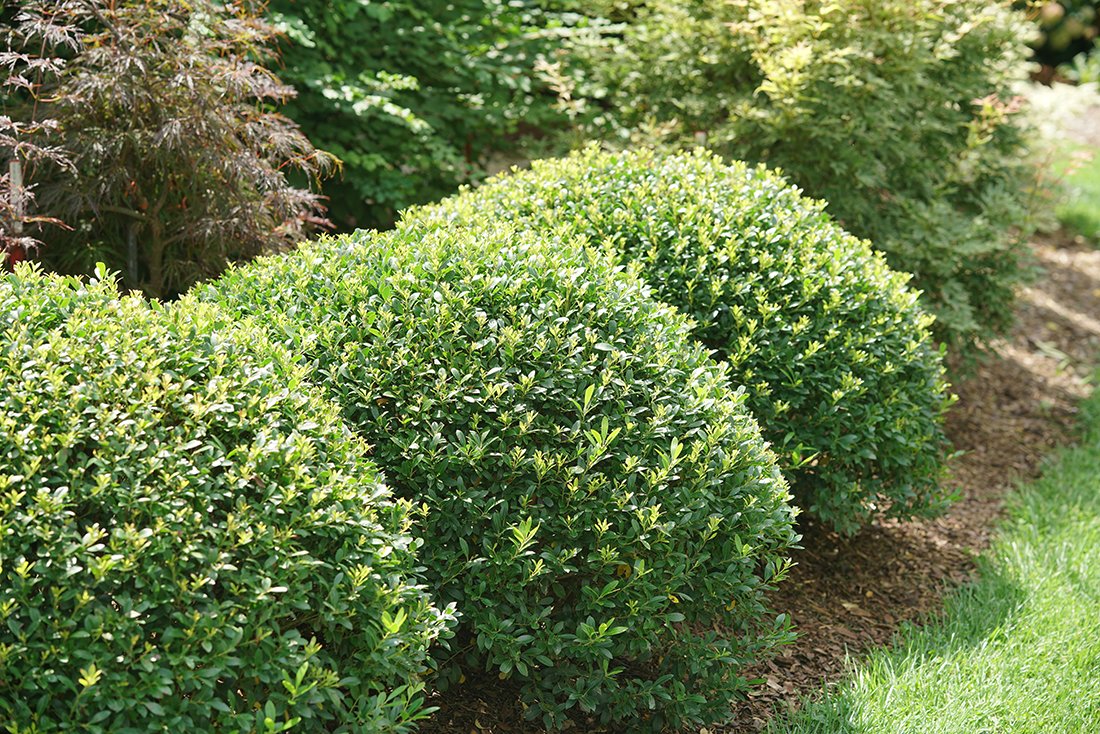 Evergreen Shrubs & Trees For Sale | Great Garden Plants