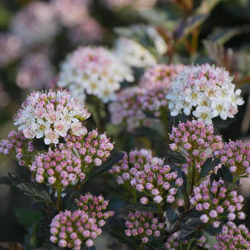 Blush pink and white ninebark flowers