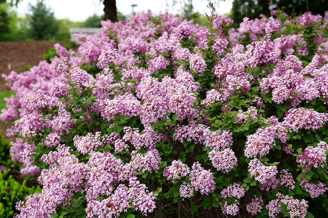 Bloomerang reblooming lilac shrub in a garden hedge