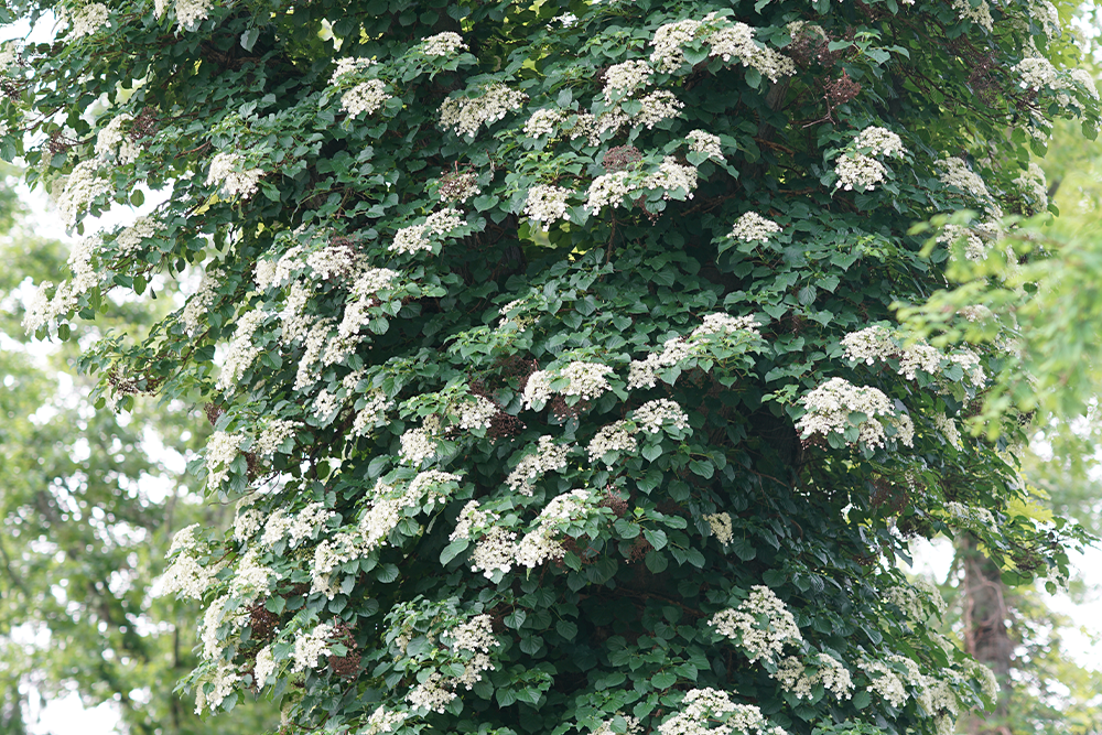 Climbing hydrangea along a tall tree