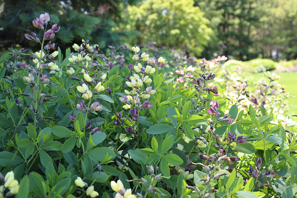 Close up image of purple and yellow blooms from false indigo perennials