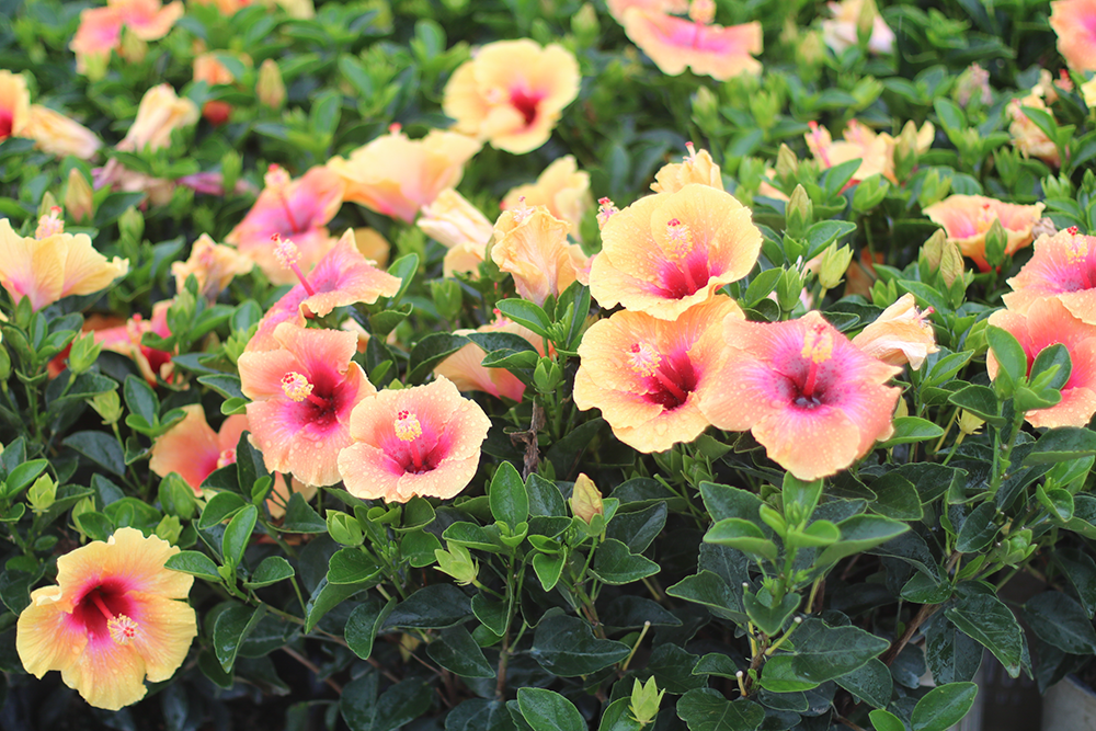 Tropical Hibiscus