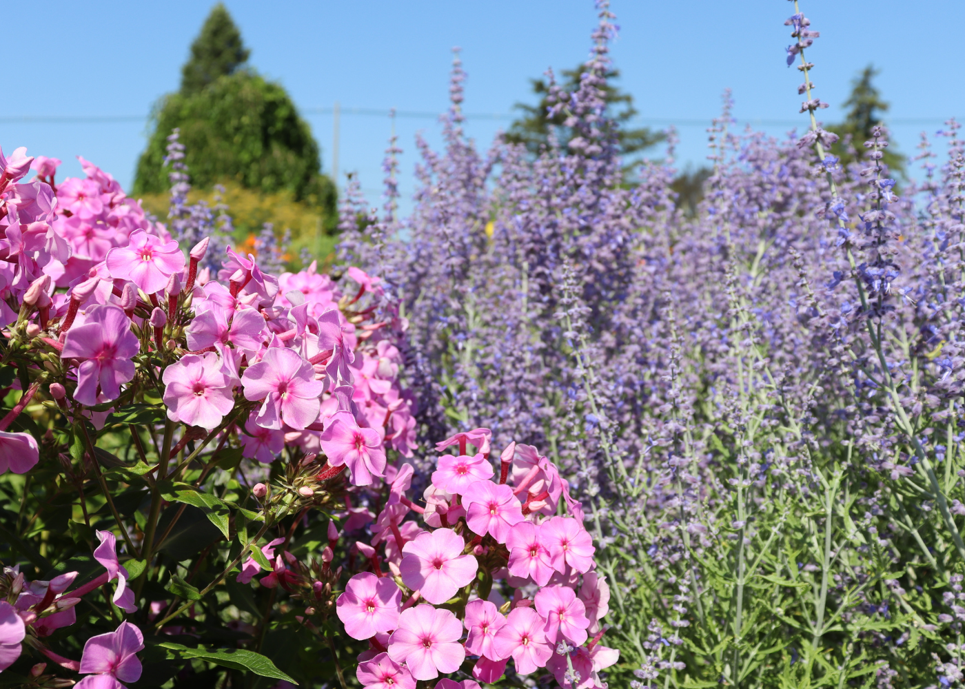 Close up of pink phlox flowers surrounded by purple Russian sage flowers